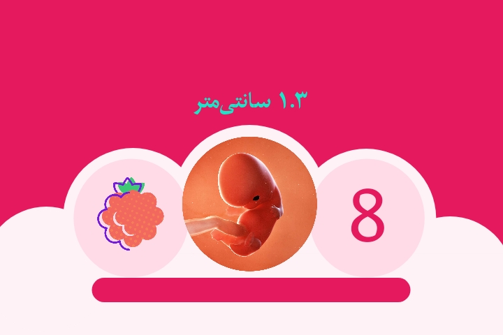هفته هشتم بارداری