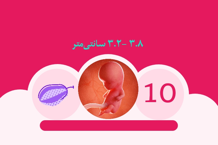 هفته دهم بارداری