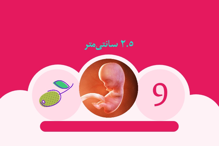 هفته نهم بارداری