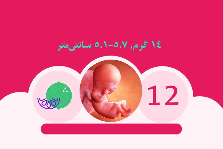 هفته دوازدهم بارداری