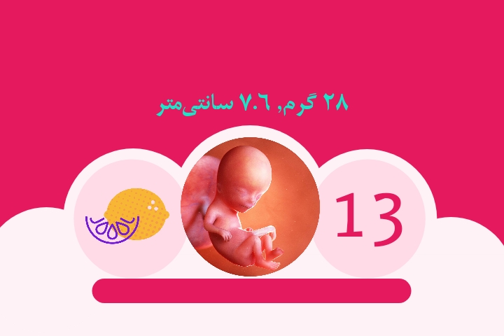 هفته سیزدهم بارداری