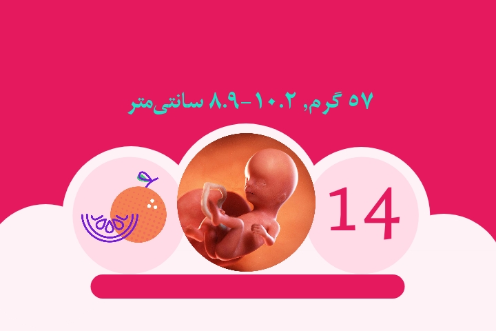 هفته چهاردهم بارداری