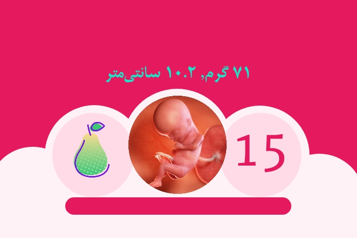هفته پانزدهم بارداری