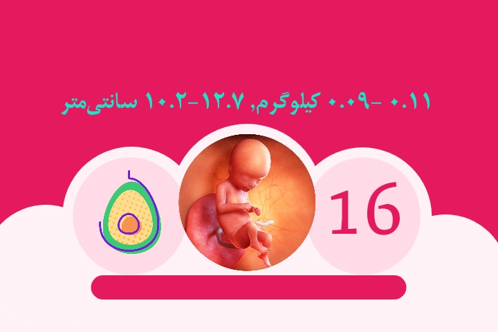 هفته شانزدهم بارداری