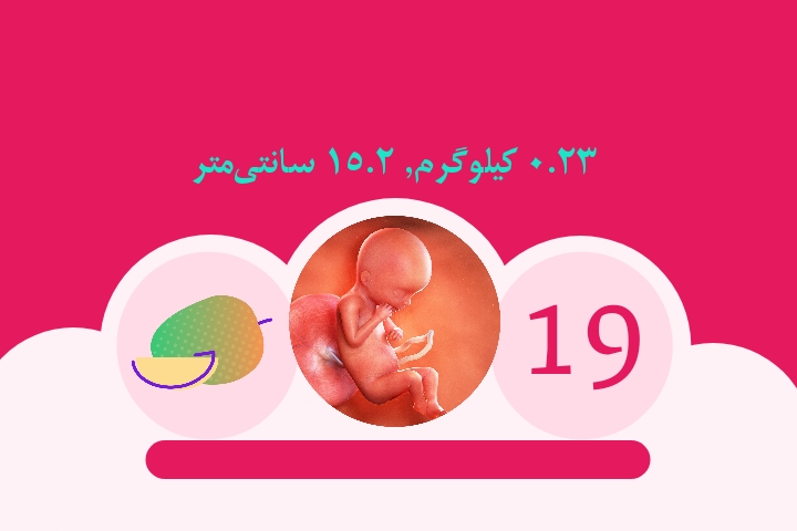 هفته نوزدهم بارداری