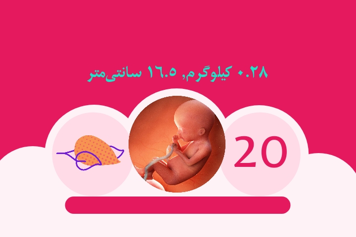 هفته بیستم بارداری