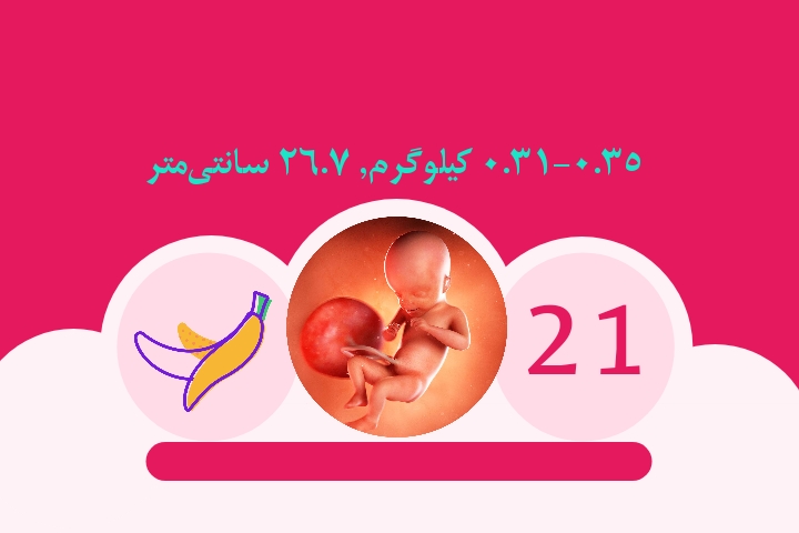 هفته بیست و یکم بارداری