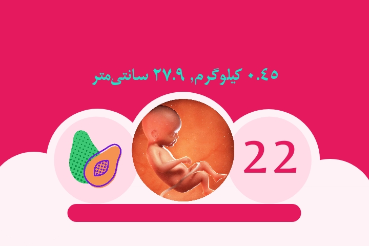 هفته بیست و دوم بارداری