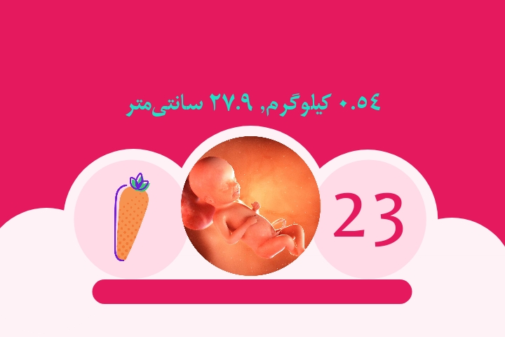 هفته بیست و سوم بارداری