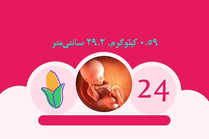هفته بیست و چهارم بارداری