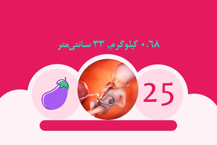 هفته بیست و پنجم بارداری