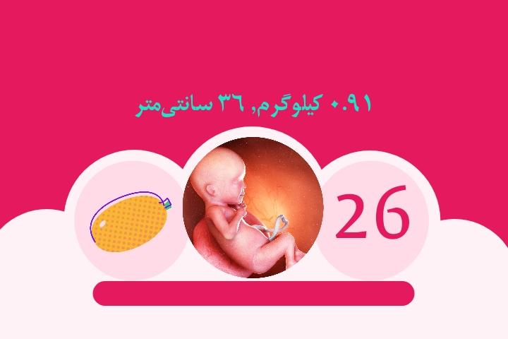 هفته بیست و ششم بارداری