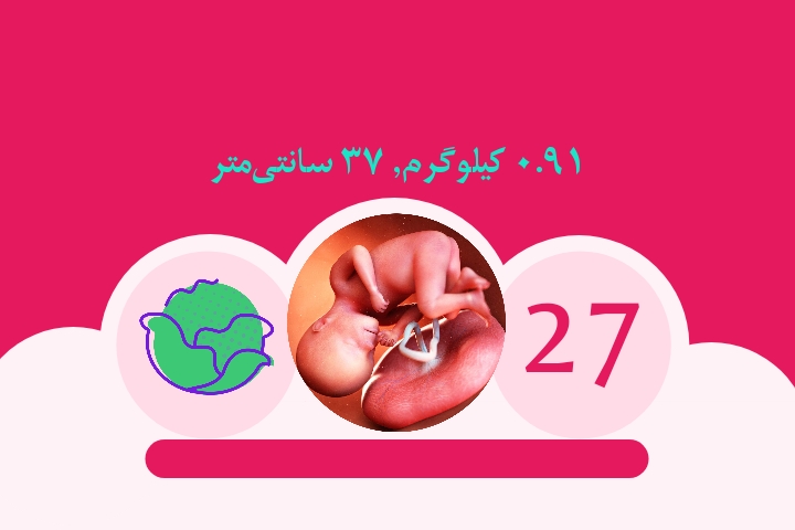 هفته بیست و هفتم بارداری