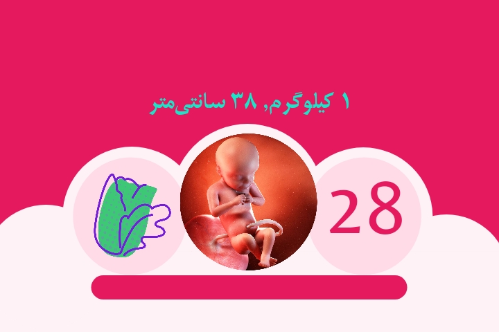 هفته بیست و هشتم بارداری