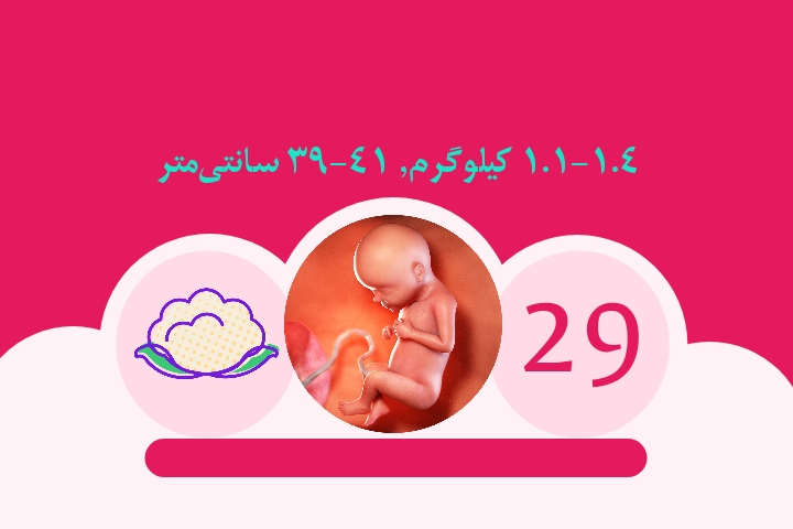 هفته بیست و نهم بارداری