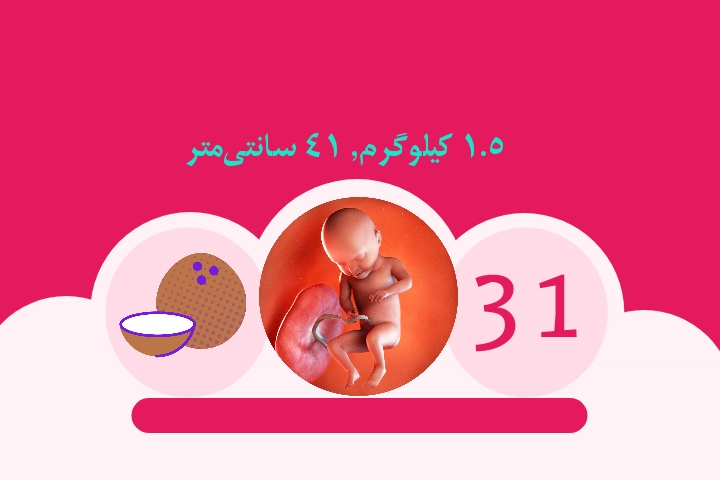 هفته سی و یکم بارداری