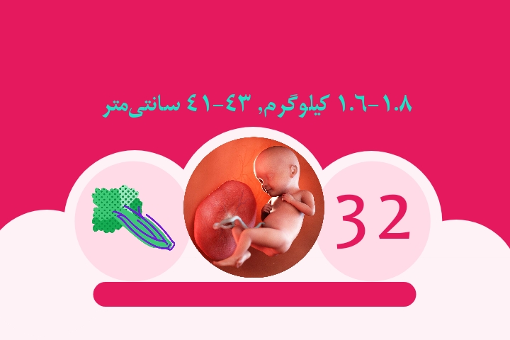 هفته سی و دوم بارداری