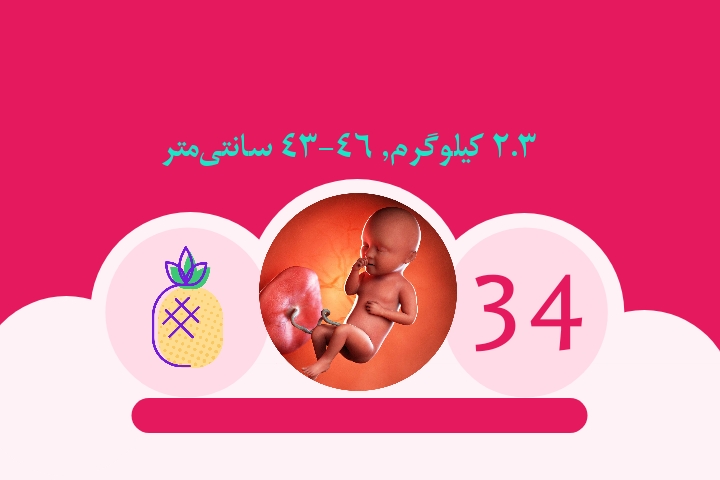 هفته سی و چهارم بارداری