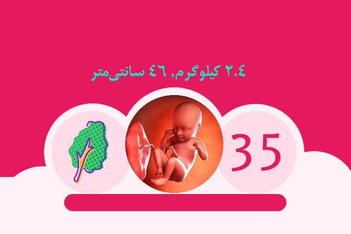 هفته سی و هفتم بارداری